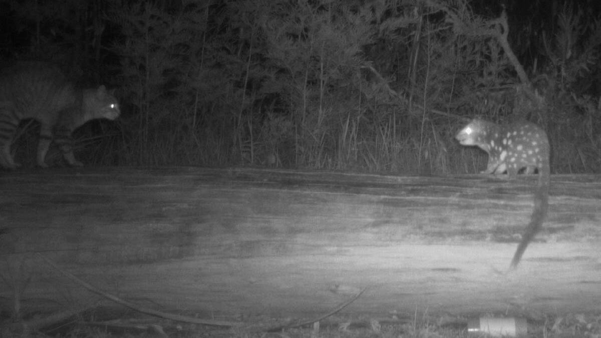 A feral cat readying to take on a native quoll was captured on the PEST group from the University of New England's cameras this week. Picture by PEST group