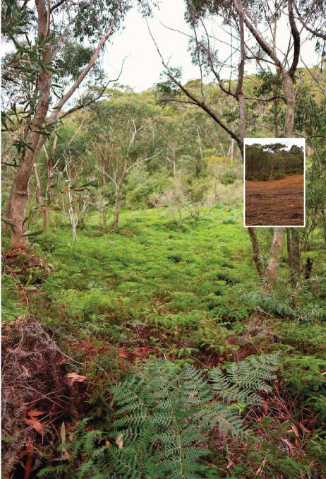 Before and after: The cleared land near the Great Western Highway at Bullaburra (inset) and before (main pic).