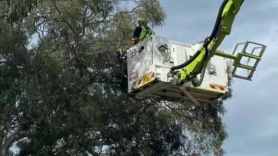 ACT Fire & Rescue crews were able to safely rescue and reunite the Macaw with owner Nick Kyrgios with the help of their Bronto aerial firefighting appliance. Picture: Supplied