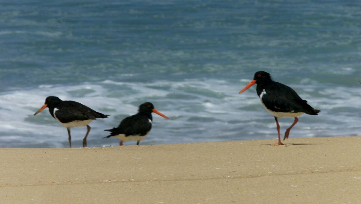 Pied oystercatchers are also endangered.
