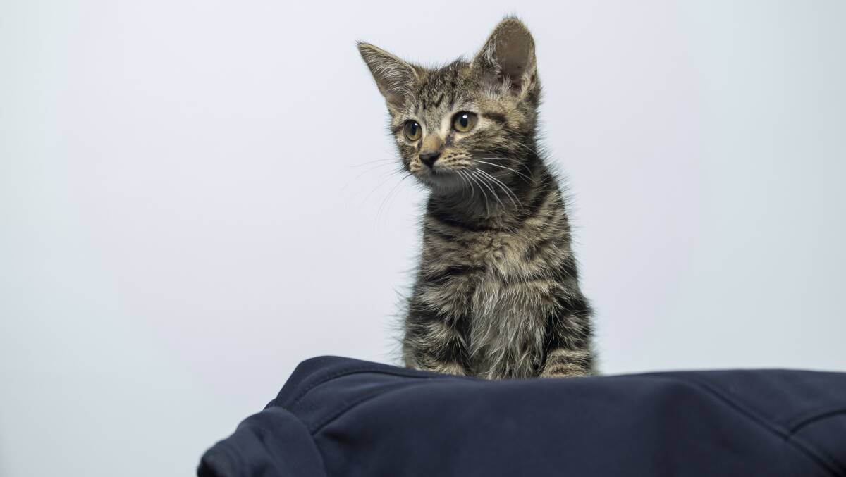 One of the 299 cats that are in the RSPCA's care. Picture by Gary Ramage