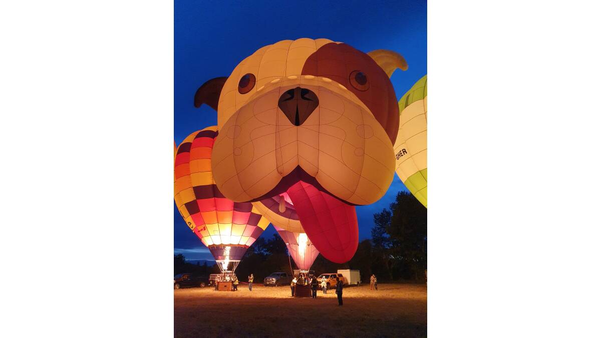 Buster the Bulldog is this year's special balloon at the Canberra Balloon Spectacular. Picture supplied