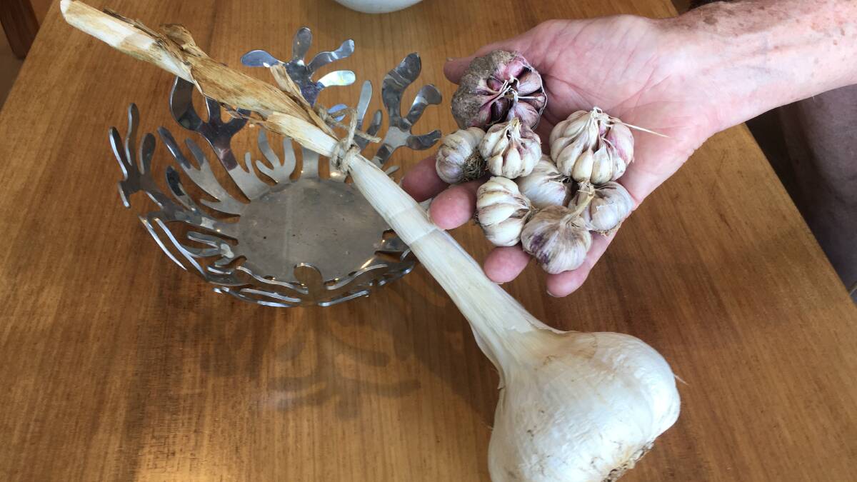 Harvested garlic from Lake George and O'Connor. Picture: Susan Parsons