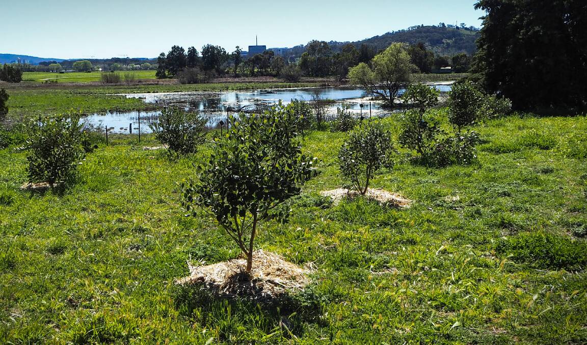 Feijoa tree orchard at Canberra City Farm. Picture: Jacki Valk