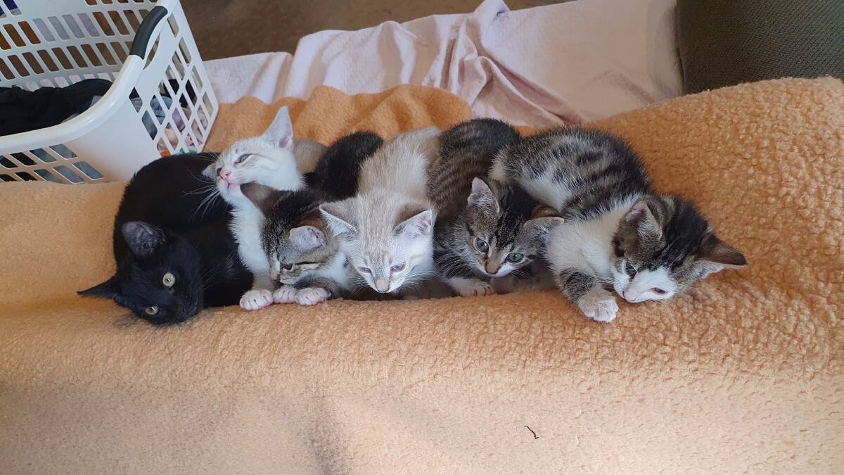 Four of the six kittens were taken by Paws for More on Thursday. Picture supplied