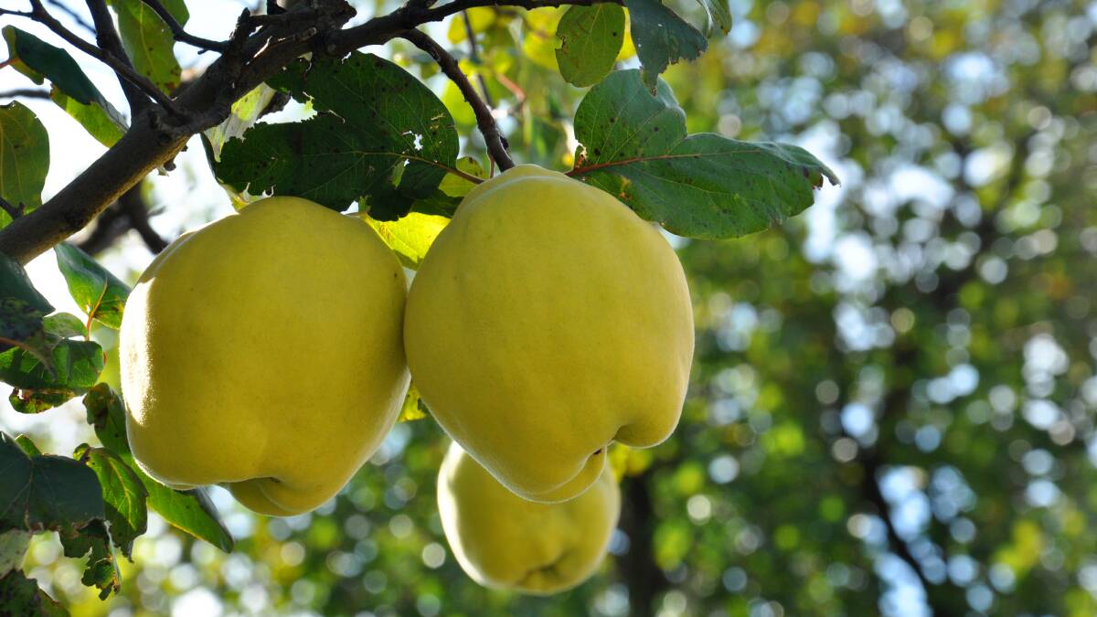 Chef Maggie Beer says "quinces are a pretty fruit with a wonderful blossom and scent". Picture: Shutterstock