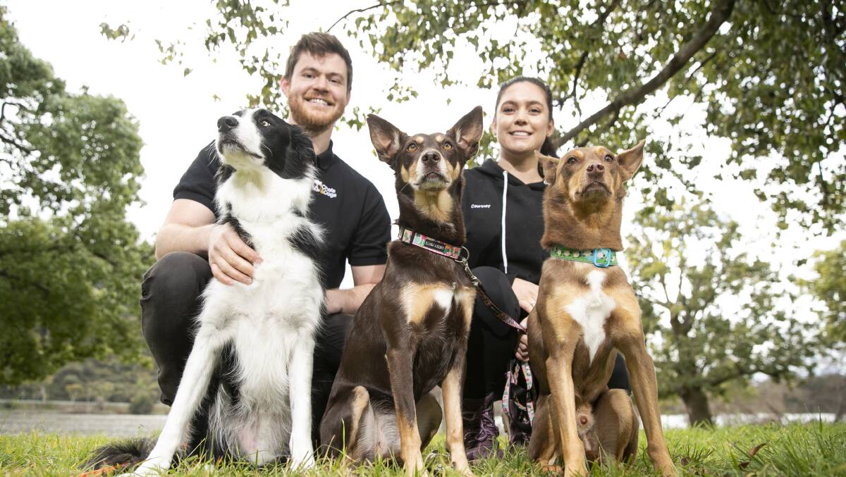 Daniel Tomas and Courtney Willcox, pictured with their dogs Alkai, Joey and Caelan, started a fresh pet food business called Chefs and Dogs. Picture: Keegan Carroll