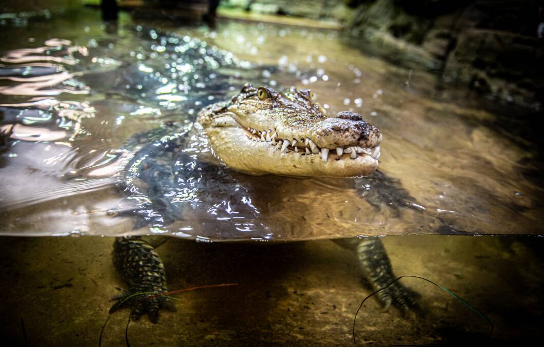 Charlie the 18-year-old saltwater crocodile at Canberra Reptile Zoo. Picture: Karleen Minney