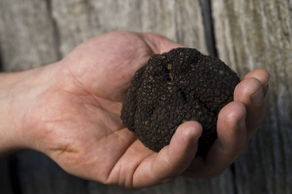 The Canberra Truffle Festival is on for another year, with a few changes due to COVID-19. Picture: Supplied
