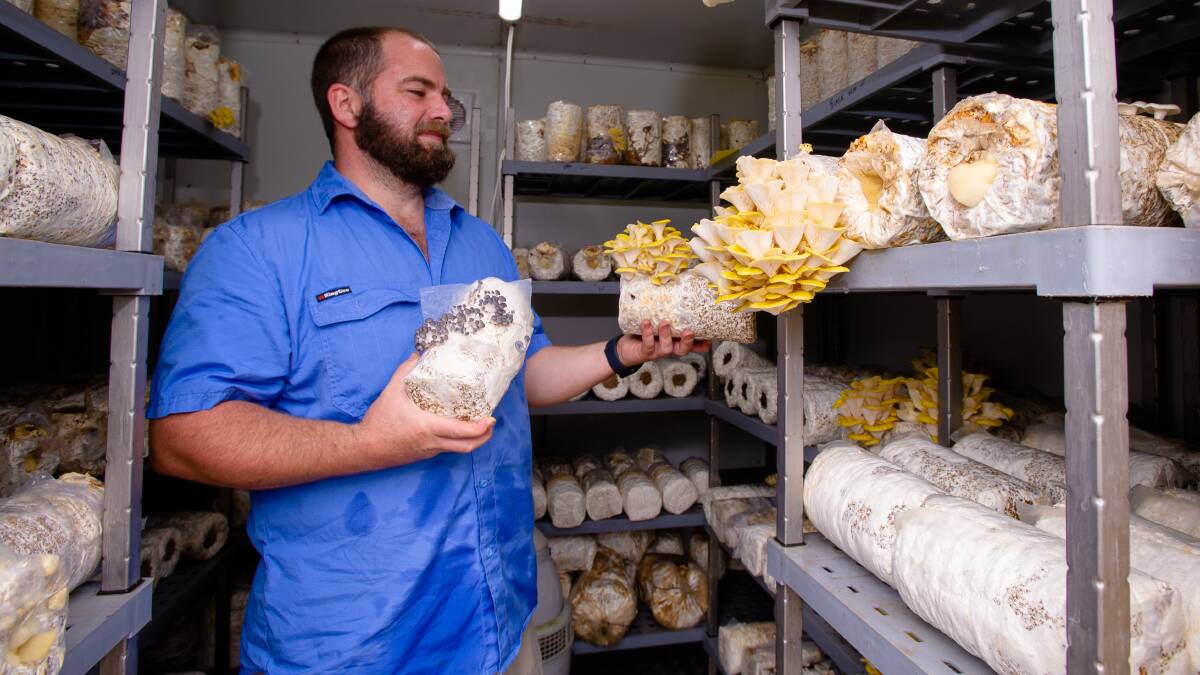 Liam Brown with some golden oyster mushrooms. Picture: Elesa Kurtz