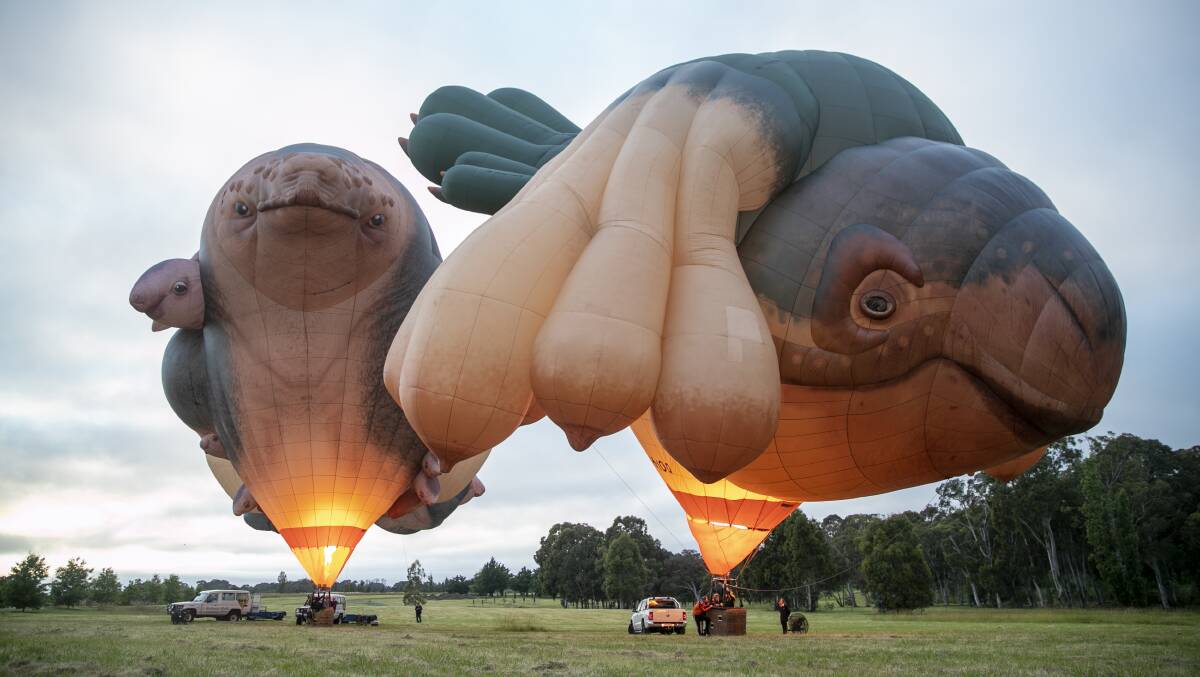 Patricia Piccinini's Skywhale and Skywhalepapa. Picture: Keegan Carroll