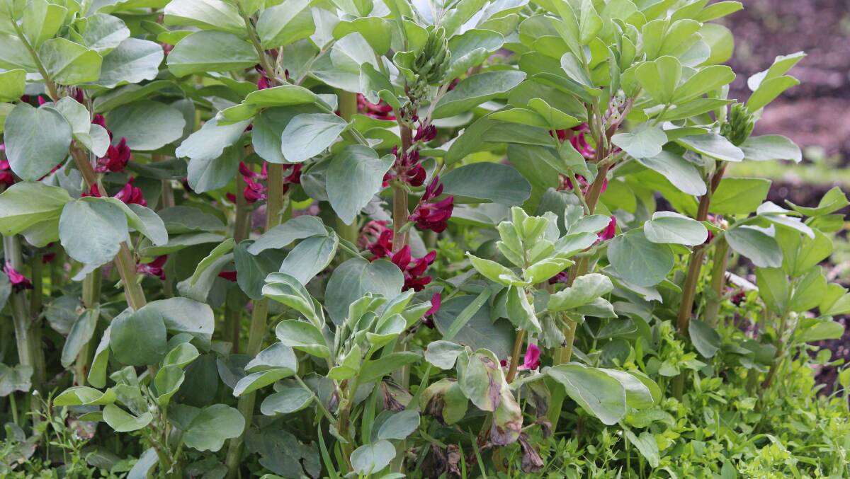 Diggers crimson flowered heirloom broad beans. Picture supplied