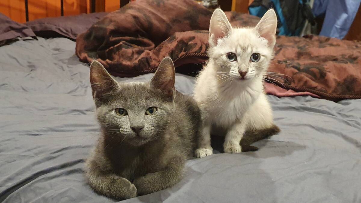 Two of Tabby Time's new foster kittens, Thunder and Cloud. Picture supplied