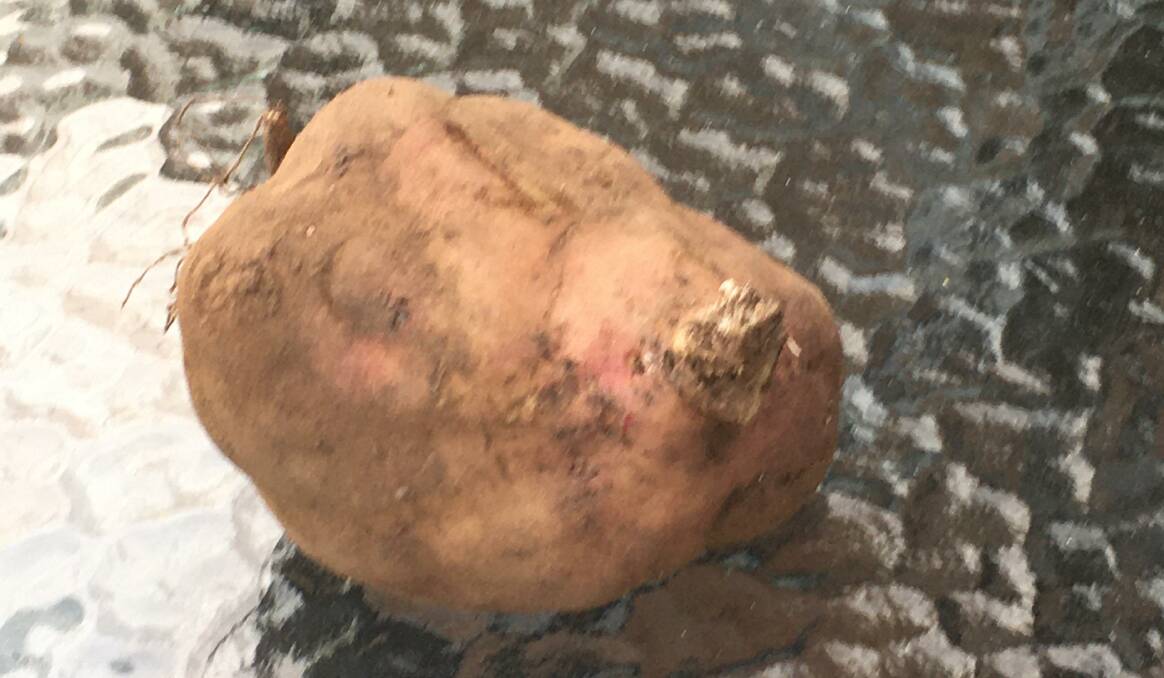 A yacon tuber just harvested. Picture: Drewe Just