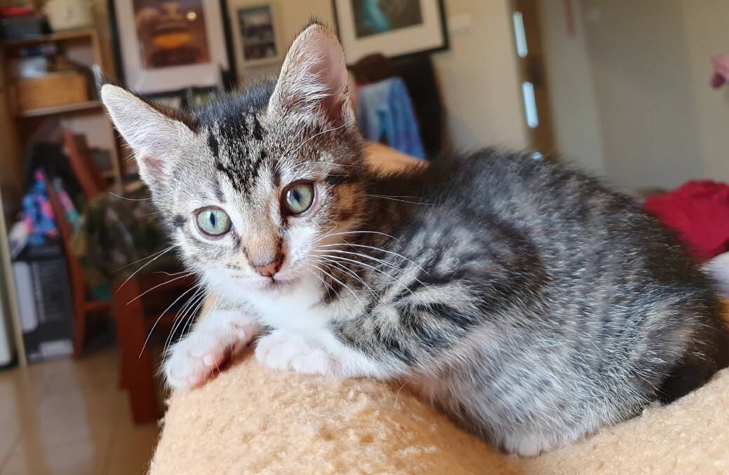 One of the kittens originally at Tabby Time. Picture supplied