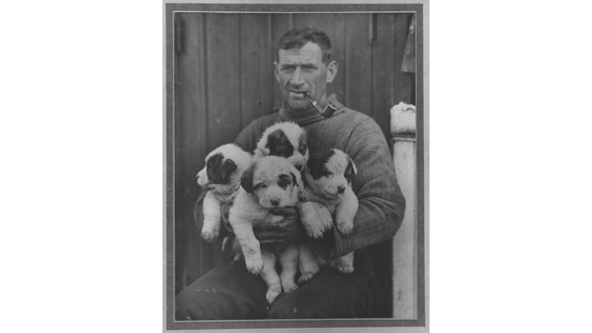 Tom Crean with pups Roger, Nell, Toby and Nelson, on the Shackleton expedition, Antarctica, 1914-1916. Picture National Library of Australia