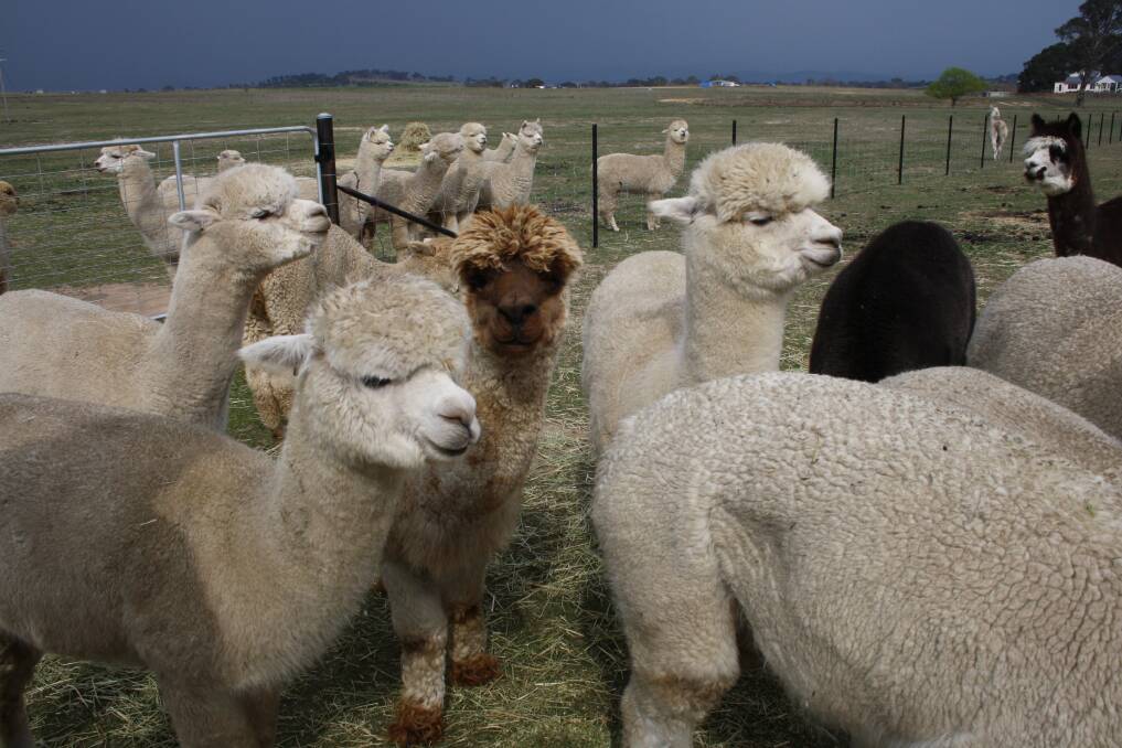 The residents at One Tree Hill Alpaca Farm. Picture: Amy Martin