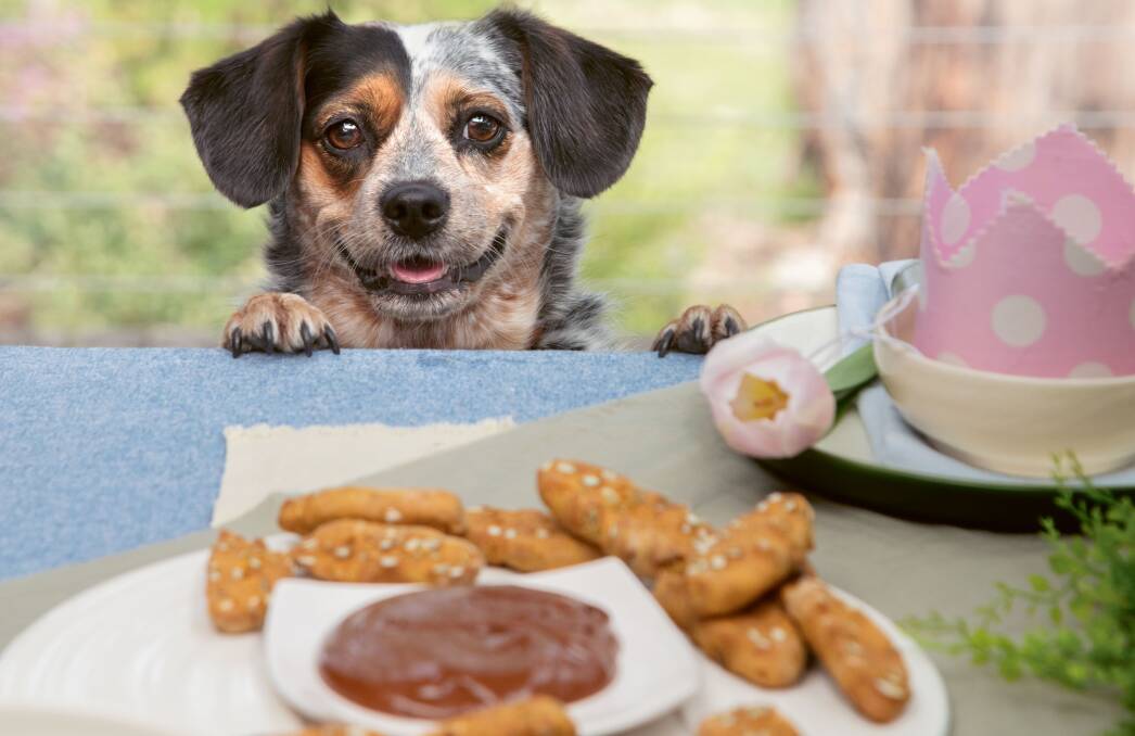 Looking for tasty alternatives to manufactured dog food? Picture: Melanie Faith Dove