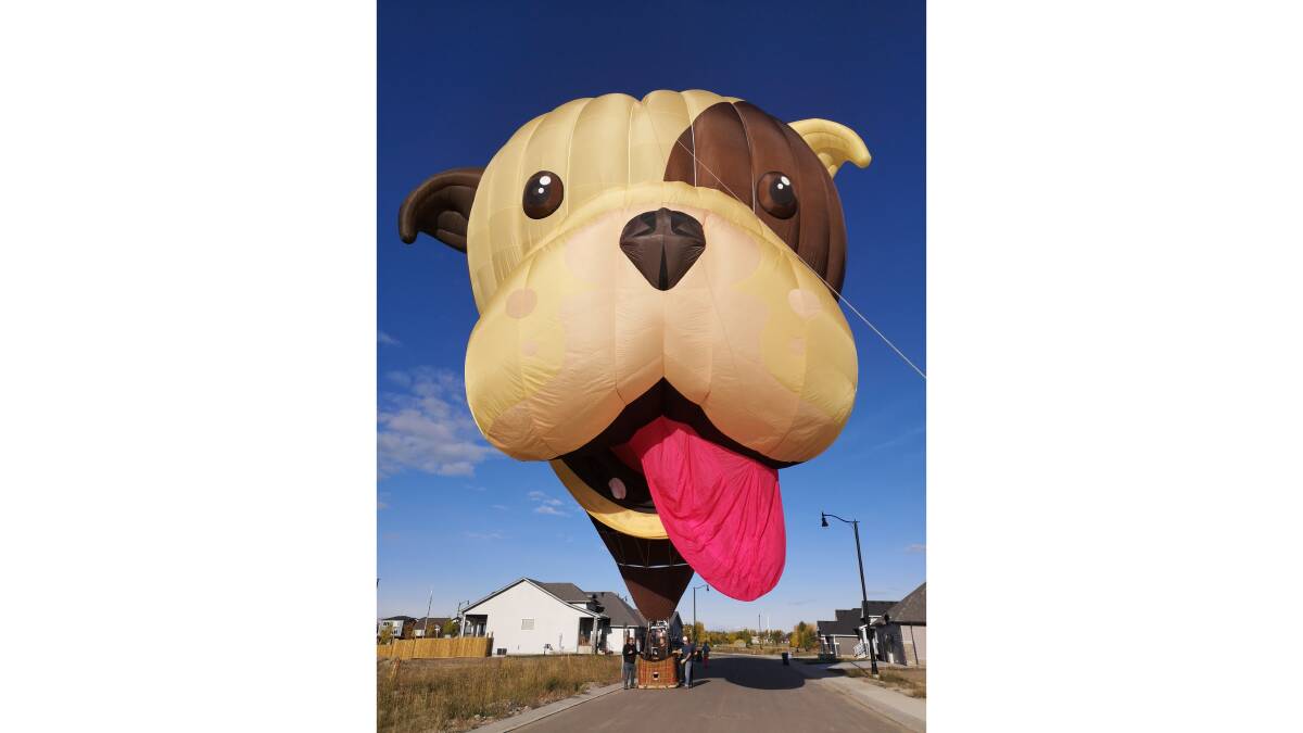 Buster the Bulldog is this year's special balloon at the Canberra Balloon Spectacular. Picture supplied
