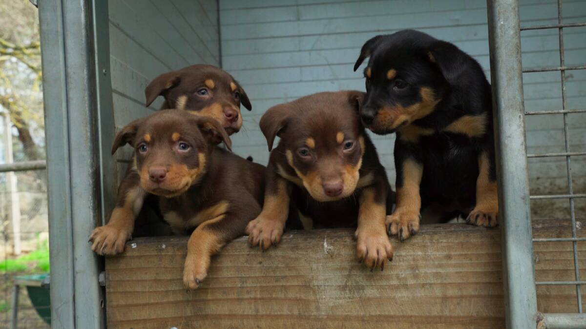 Four of the five puppies featured in Muster Dogs. Picture: Supplied