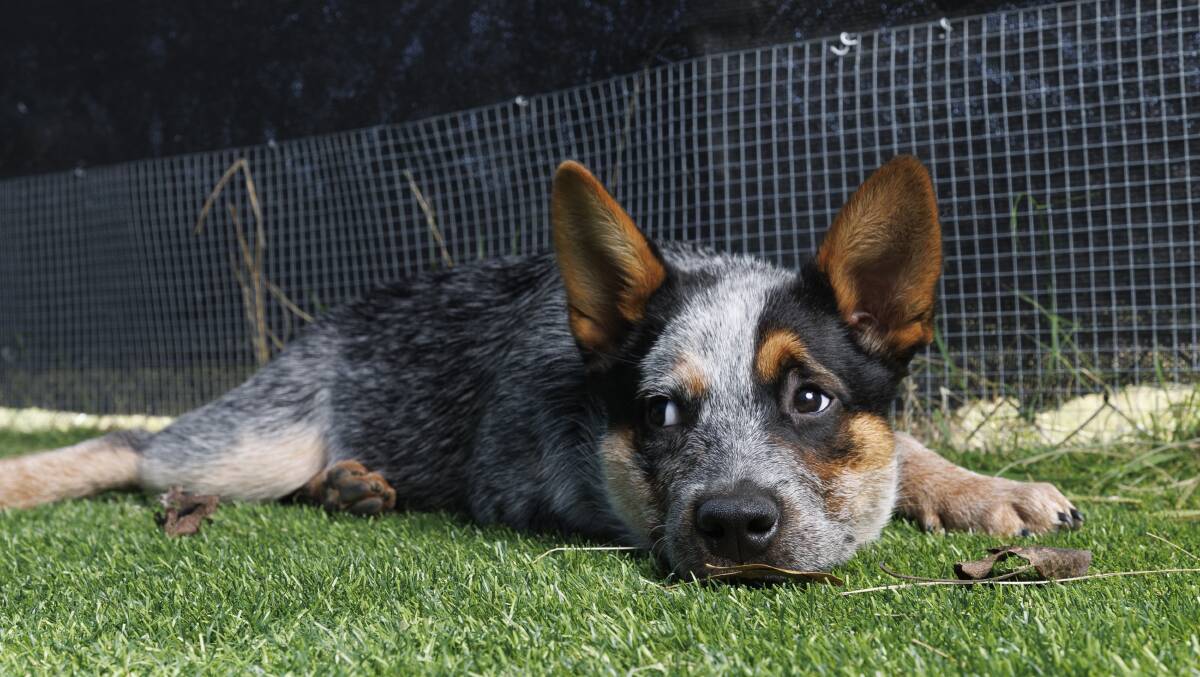 Blue Heeler Molly is one of the many puppies at RSPCA ACT at the moment. Picture by Keegan Carroll