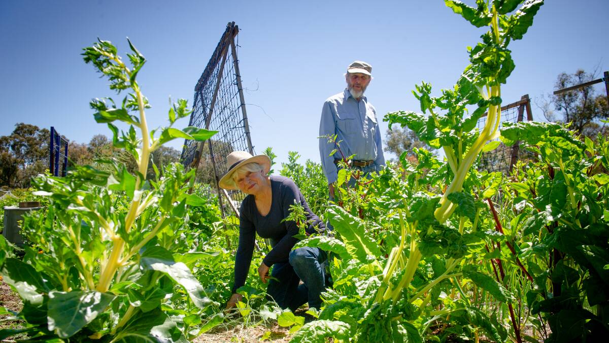 Liz and Mervyn Dorrough in the Cook Canberra Organic Growers Society community garden. Picture: Elesa Kurtz 