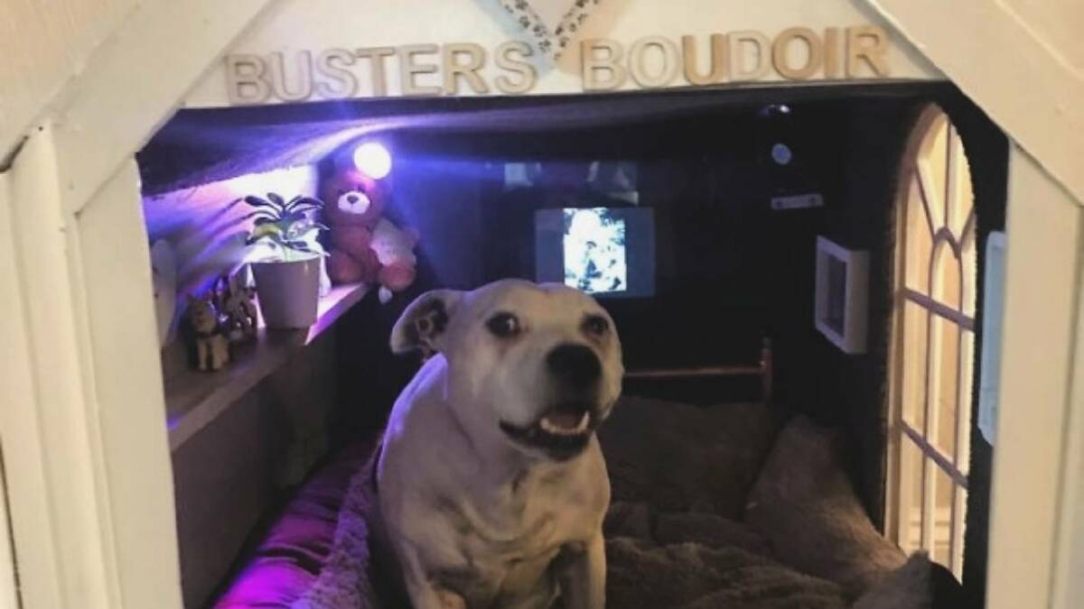 Buster the rescue dog looks right at home in his new 'boudoir' built by owner Sean Farrell. Photo: Sean Farrell