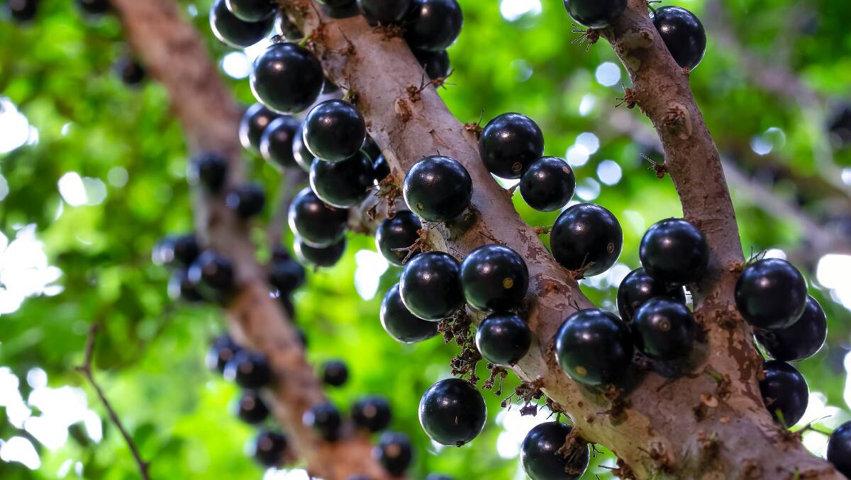 The jaboticaba is a black cherry-like fruit that grows directly on the trunks of trees. Picture: Shutterstock