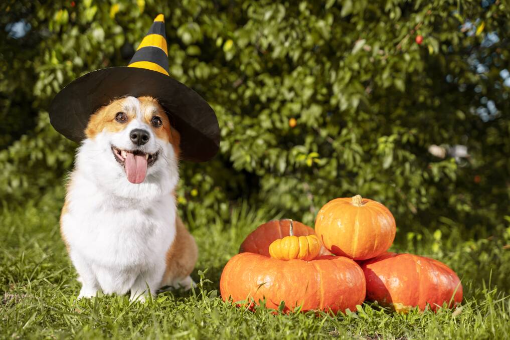 Is the spooky season a trick or treat for pets? Picture: Shutterstock