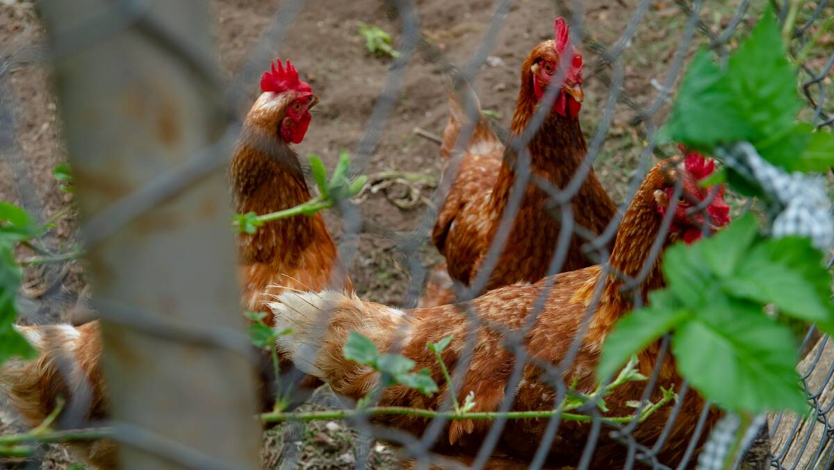 The three chickens are Isa Browns, two years old, and called Veronica, Vanessa and Valerie - given Playboy centrefold names from the 1970s. Picture: Elesa Kurtz
