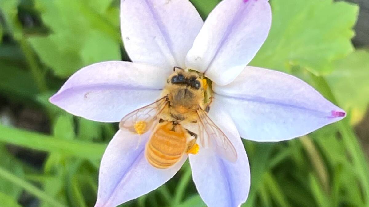 Bee supping on a blue triteleia flower last week. Picture: Michael Butler