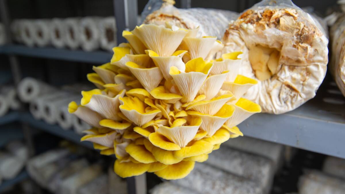 Some of the golden oyster mushrooms. Picture: Elesa Kurtz