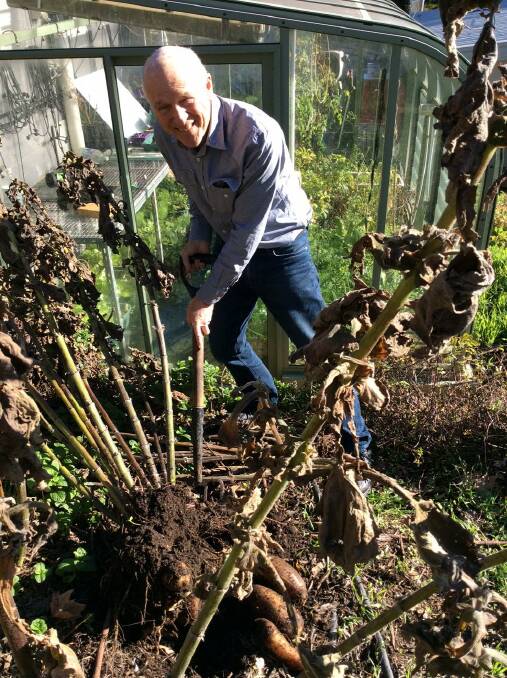 Drewe Just digging yacon tubers in his Campbell garden. Picture: Susan Parsons