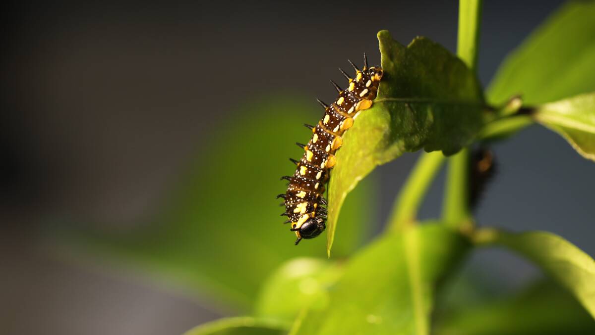 Dainty Swallowtail caterpillar on a citrus leaf. Picture: Dr Suzi Bond