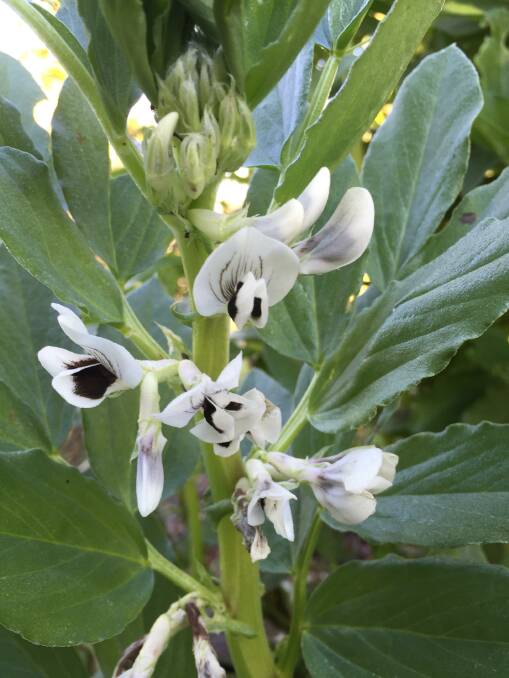 Long pod broad beans in flower. Picture: Angie Thomas
