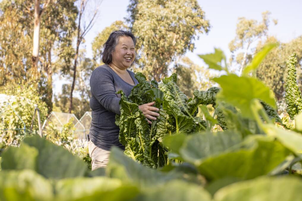 Minh Chu harvests her vegetables in the Betty Cornhill Community Garden. Picture: Keegan Carroll