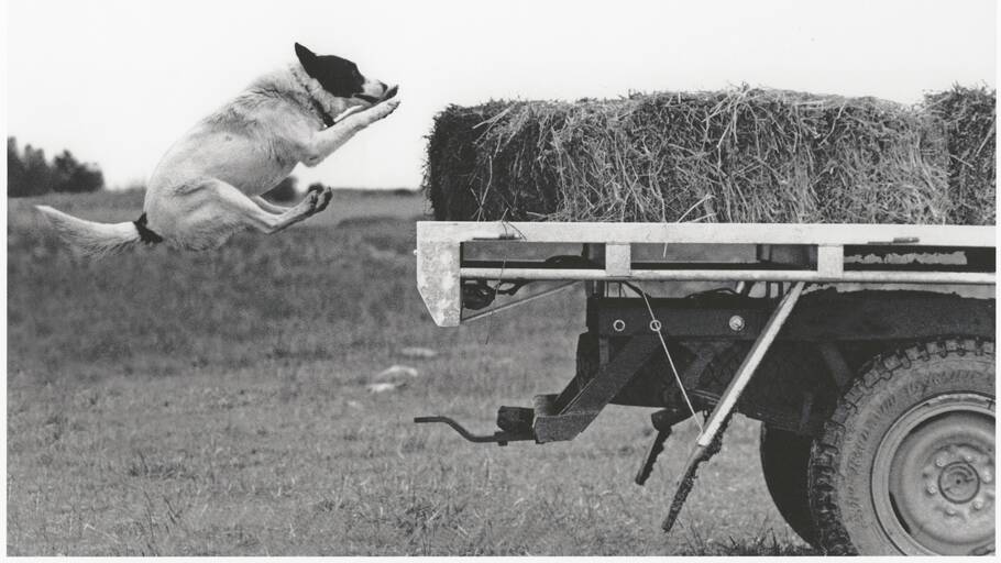 Farm dog Bo taking a flying Leap up to a hay bale on the back of a truck driven by his owner Bob Stinson in 1991. Picture National Library of Australia