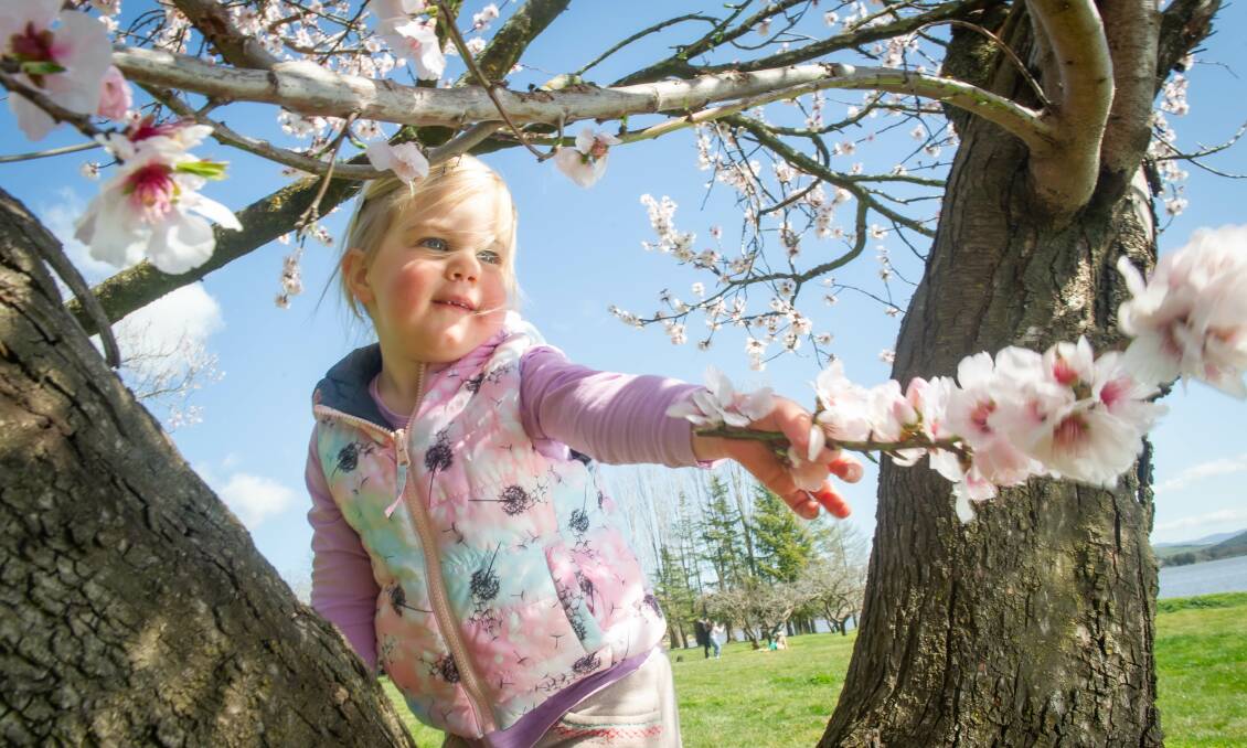 Two-year-old Zoe Carr climbs a blossom-filled tree at Nara Peace Park. Picture: Karleen Minney