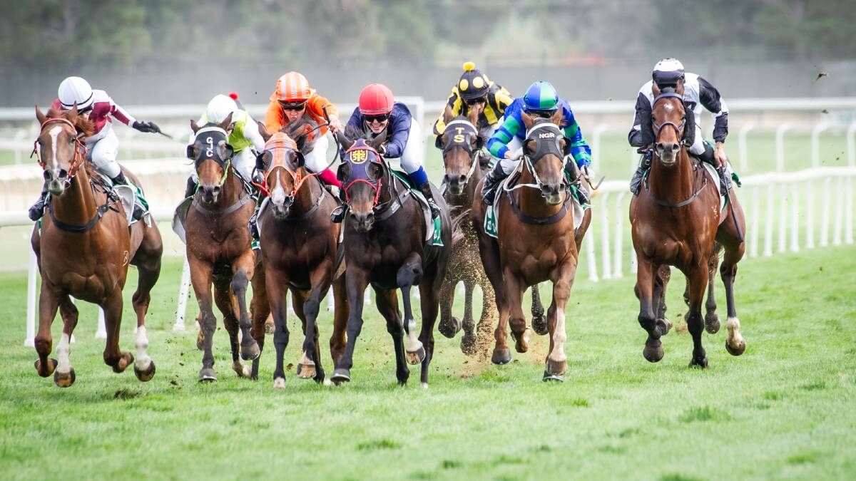 The Canberra racing industry has called for a political ceasefire. Picture: Karleen Minney