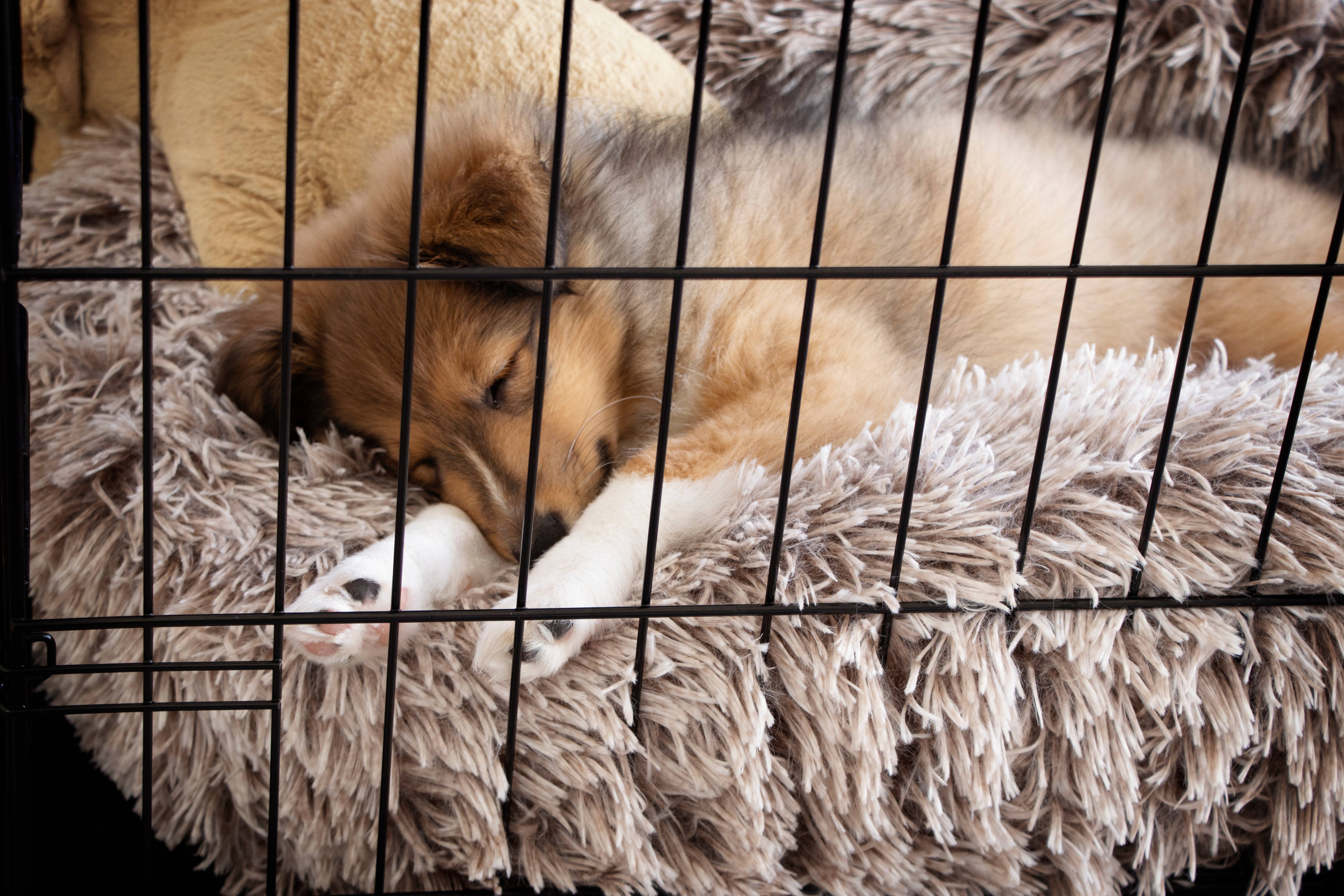Why and how should I crate train my dog? – RSPCA Knowledgebase