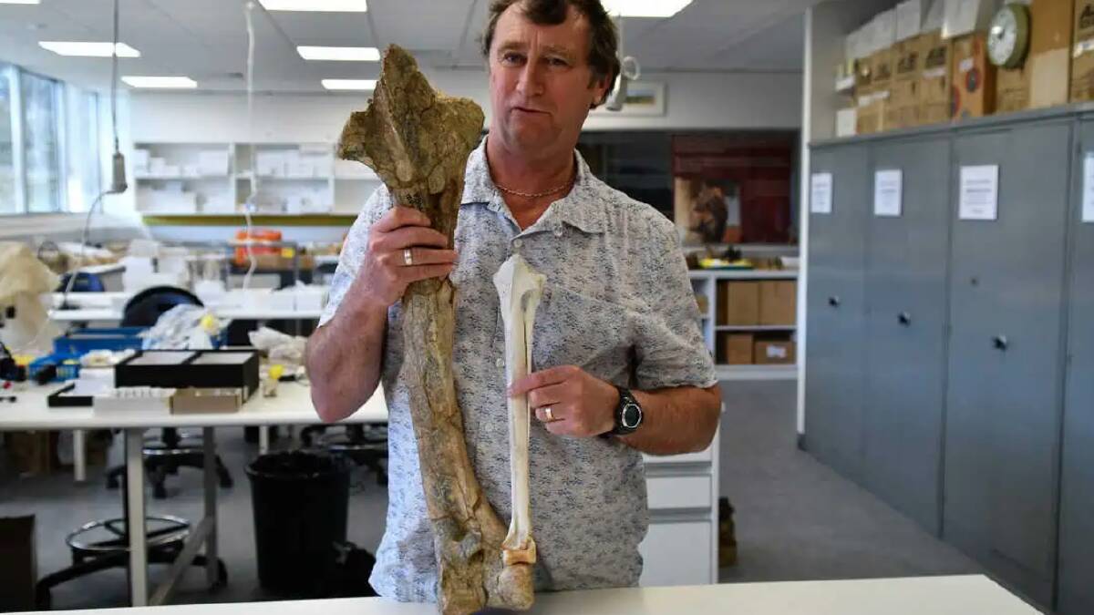 Flinders University Associate Professor Trevor Worthy holds a leg drumstick bone of an ancient Dromornis Thunder Bird and modern-day emu tibiotarsus bone. Picture by Flinders University. 