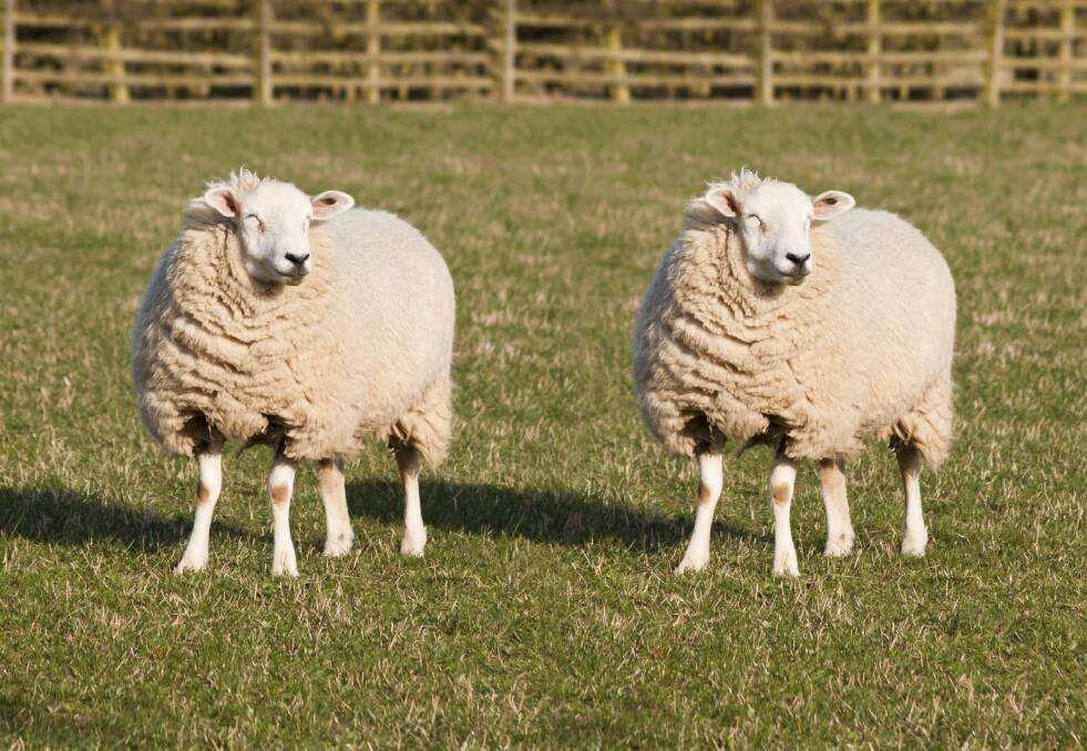 The first large mammal to be successfully cloned was Dolly the Dorset sheep (not pictured) in 1996. Picture: Shutterstock.