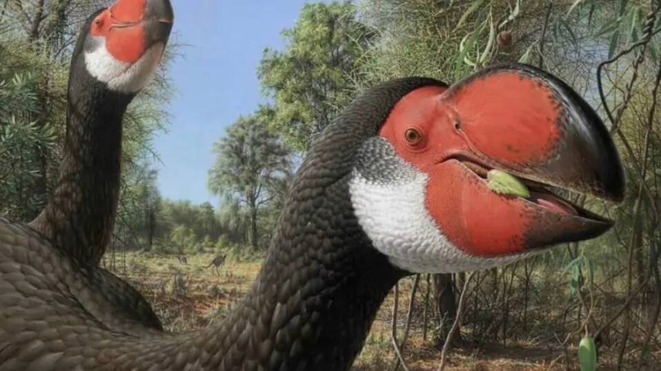 Artist's impression of Dromornis stirtoni. Picture by Peter Trusler.