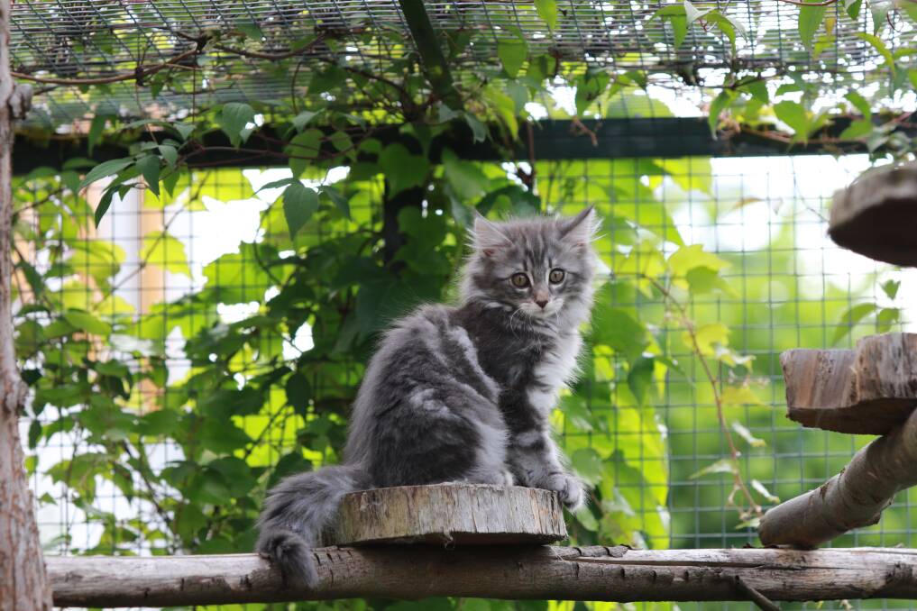 Providing a secure outdoor area is a great way of expanding your cat's environment.