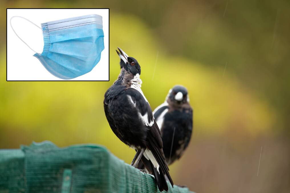 Magpies and facemasks ... The perfect combination. Pictures: Shutterstock