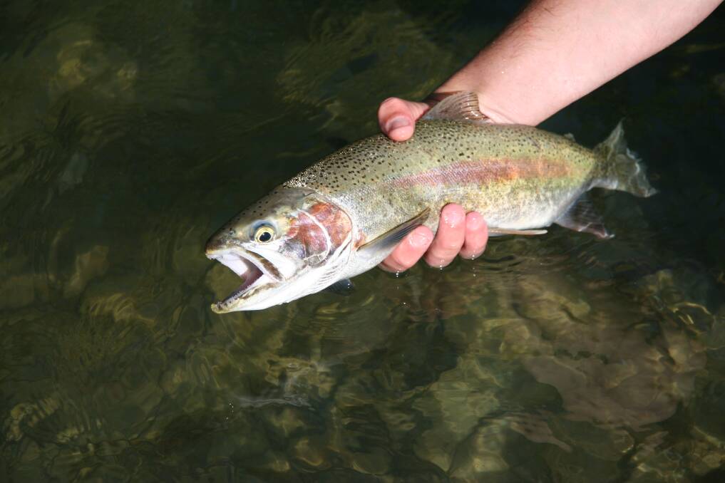 There's some exciting rainbow trout fishing unfolding in the snowy mountains.