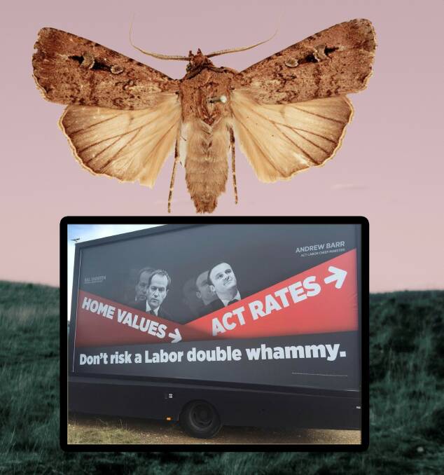 What do elections and bogong moths have in common in Canberra?