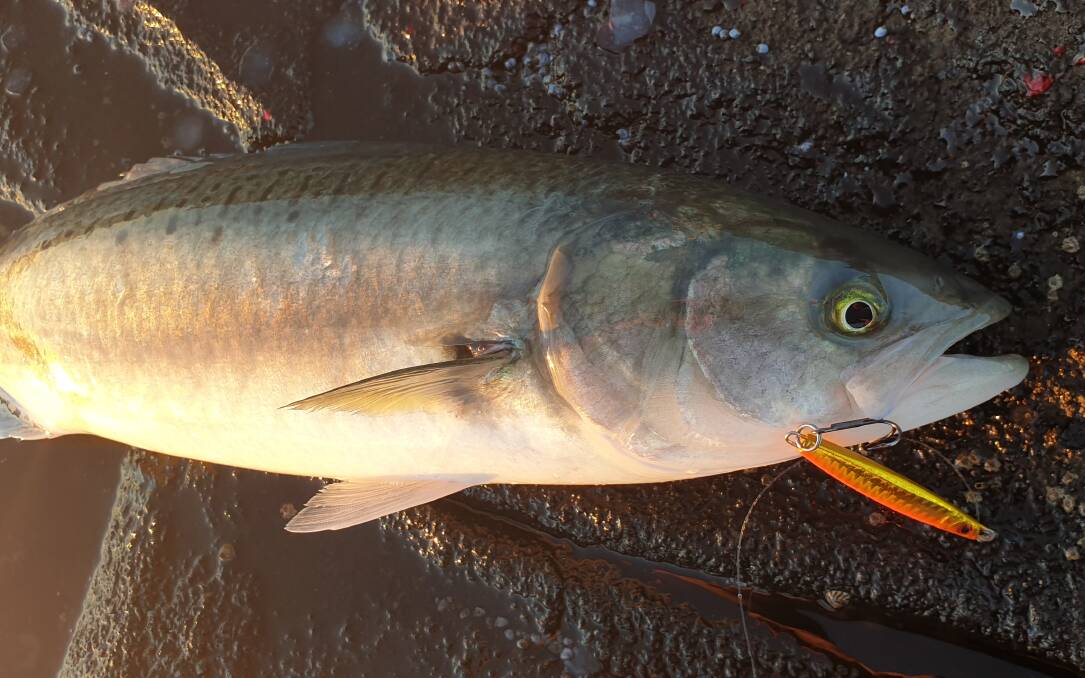Salmon continue to dominate catches on the south coast. 