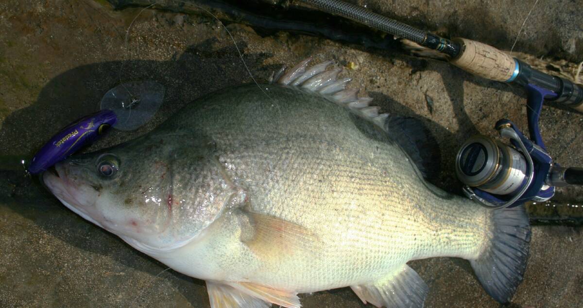 The next month is prime time for golden perch in the local lakes.