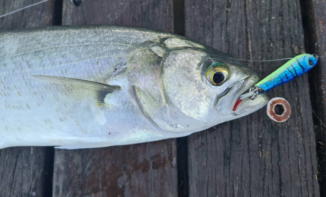  Small metal lures that closely imitate a whitebait are deadly on estuary tailor.